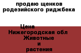 продаю щенков родезийского риджбека › Цена ­ 15 000 - Нижегородская обл. Животные и растения » Собаки   . Нижегородская обл.